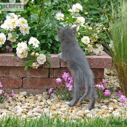Macska a kertben
