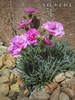 rózsaszín kert