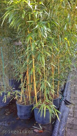 Arany bambusz
